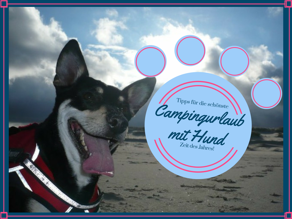 Campingurlaub mit Hund